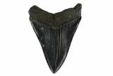 Fossil Megalodon Tooth - South Carolina #130745-2